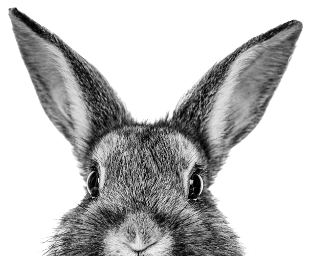demi-lapin